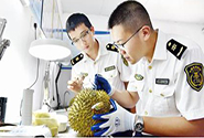 榴蓮檢疫配圖 榴蓮檢疫配圖
